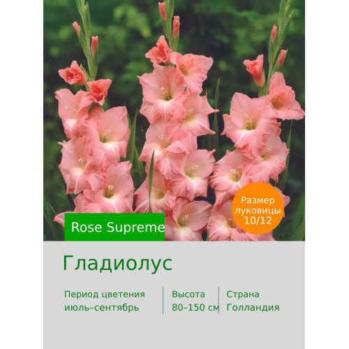 Гладиолус Rose Supreme