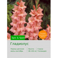 Гладиолус Spic & Span