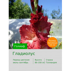 Гладиолус Голиаф
