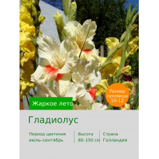 Гладиолус Жаркое лето