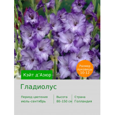 Гладиолус Кате д’Азюр