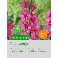 Гладиолус Кингстон Рафл