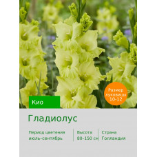 Гладиолус Кио