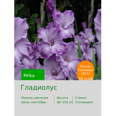 Гладиолус Милка
