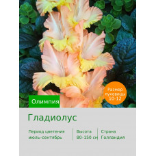 Гладиолус Олимпия
