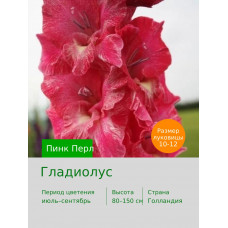 Гладиолус Пинк Перл