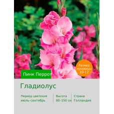 Гладиолус Пинк Перрот