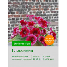 Глоксиния Etoile de Feu