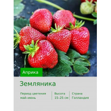 Земляника Априка