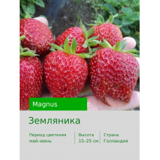 Земляника Магнус