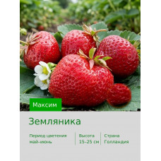 Земляника Максим