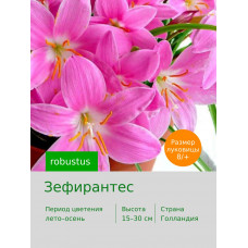 Зефирантес robustus