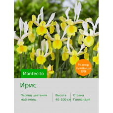 Ирис Montecito
