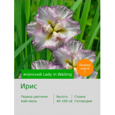 Ирис японский Lady in Waiting
