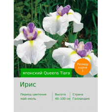 Ирис японский Queens Tiara