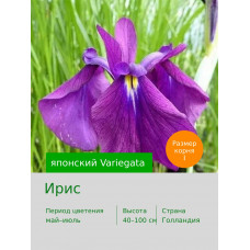 Ирис японский Variegata