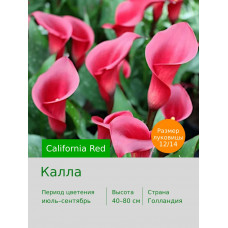 Калла California Red