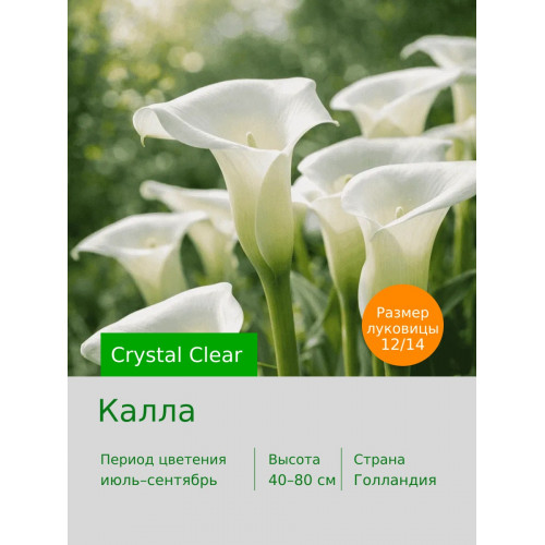 Калла Crystal Clear