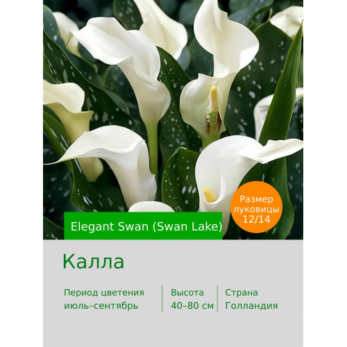 Калла Elegant Swan (Swan Lake)