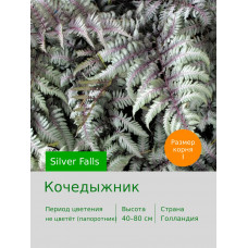 Кочедыжник Silver Falls