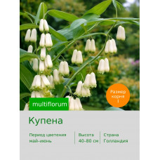 Купена multiflorum