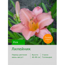 Лилейник Pink