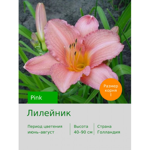 Лилейник Pink