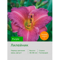Лилейник Purple