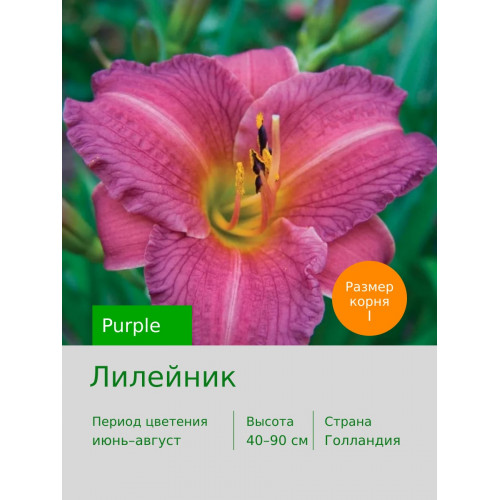 Лилейник Purple