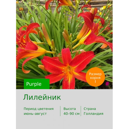 Лилейник Red