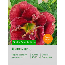 Лилейник Stella Double Rose