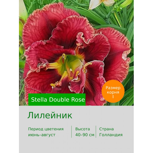 Лилейник Stella Double Rose