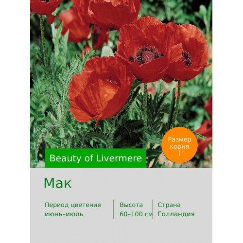 Мак Beauty of Livermere