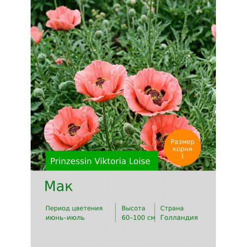 Мак Prinzessin Viktoria Loise