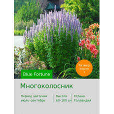 Многоколосник Blue Fortune