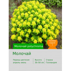 Молочай polychroma