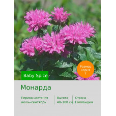 Монарда Baby Spice