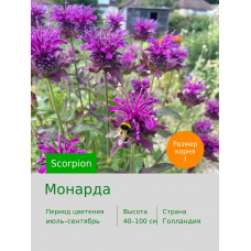 Монарда Scorpion