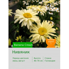 Нивяник Banana Cream