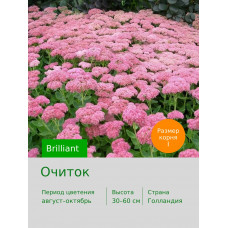 Очиток Brilliant