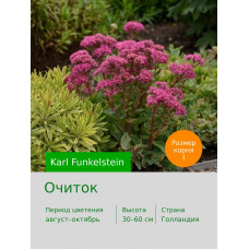 Очиток Karl Funkelstein