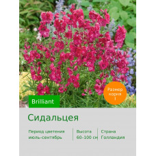 Сидальцея Brilliant
