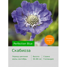 Скабиоза Perfection Blue