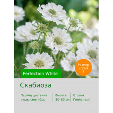 Скабиоза Perfection White