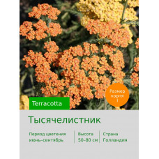 Тысячелистник Terracotta