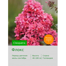 Флокс Cleopatra®