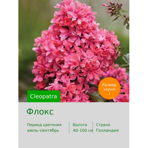 Флокс Cleopatra®