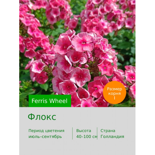 Флокс Ferris Wheel