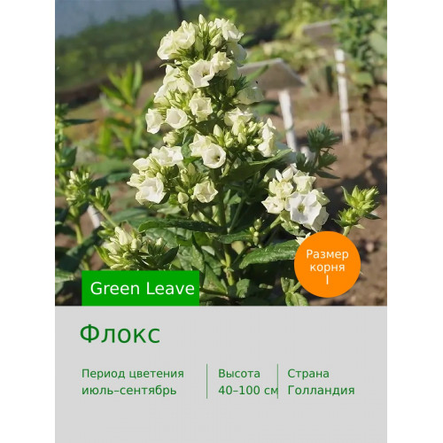 Флокс Green Leave®