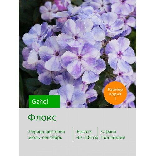 Флокс Gzhel